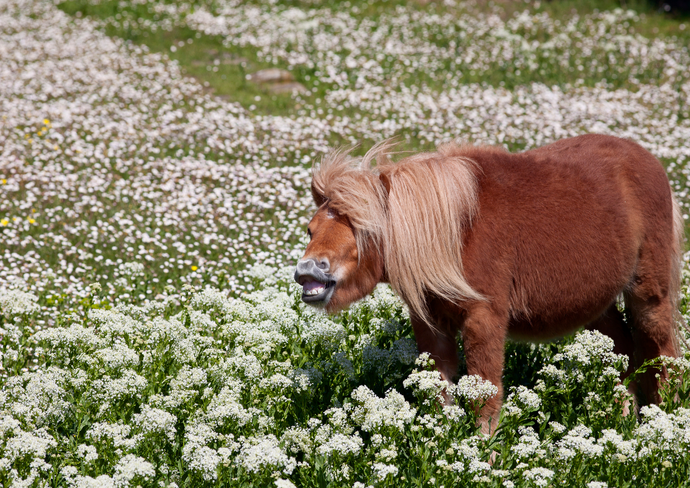 Recognising and Dealing with Common Horse Allergies  this Spring