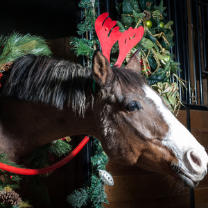 Equine Eats: Festive Horse Treats for a Merry Christmas