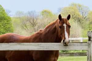 10 Of The Best New Horse Paddock Products in 2021