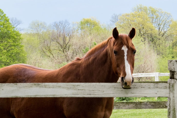 10 Of The Best New Horse Paddock Products in 2021