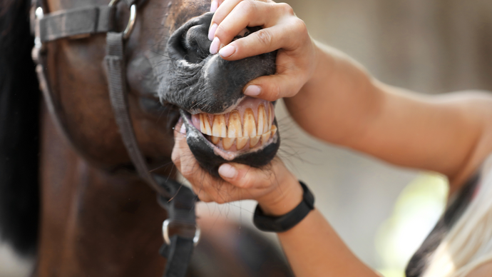 The Importance of Equine Dental Care: Tips for Healthy Teeth and Happy Horses