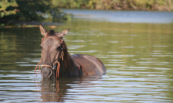Keeping Your Horse Cool and Fit in the Summer Heat