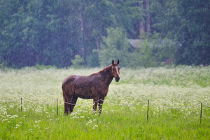 7 Tips for Preparing Your Horse Property for Victoria's Rainy Season