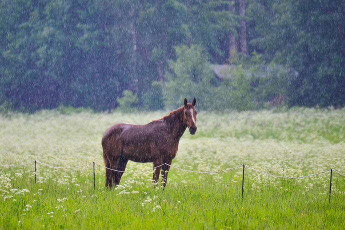 7 Tips for Preparing Your Horse Property for Victoria's Rainy Season