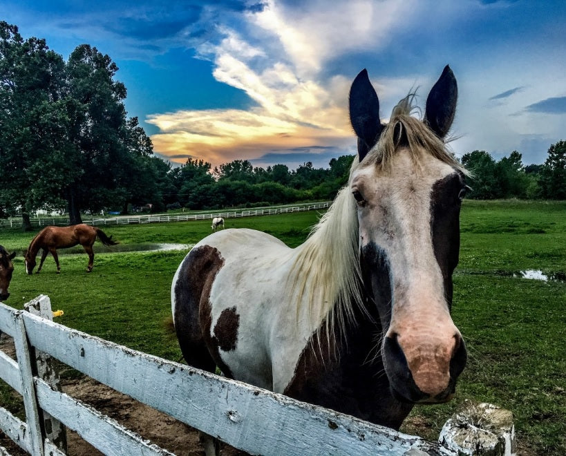 Best Horse Paddock Layout Tips For Every Farm – Paddock Blade Australia
