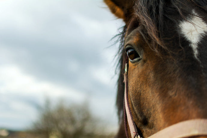 Caring For Your Horses As They Get Older