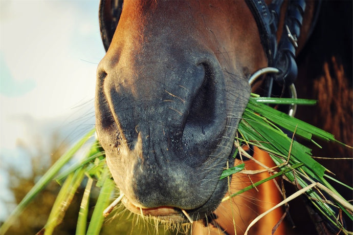 Dealing With Horse That Is A Picky Eater - Unravelling Fussy Equine Eating Habits