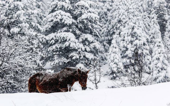 Spooky Australian horse ghost stories to give you chills