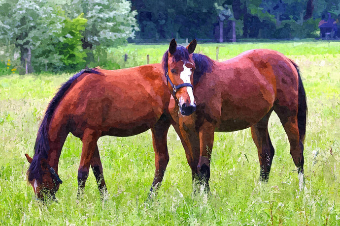 Horses in Mind Brisbane: Proud New Partner of Paddock Blade