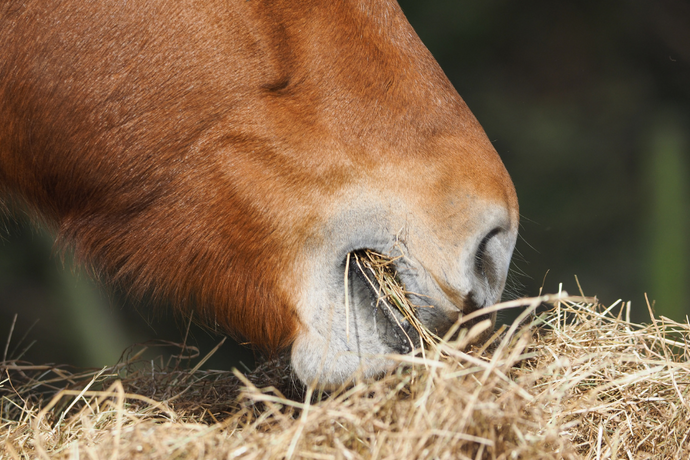 7 Smart Tips for Feeding Horses in Winter: Nutrition Advice for Aussie Owners