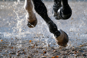 Preventing Common Fungal Infections in Horses During Victoria’s Wet Season