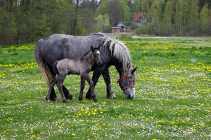 Spring Laminitis Risk in Australia: A Practical Grazing Plan