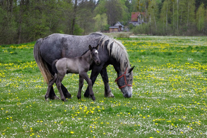 Spring Laminitis Risk in Australia: A Practical Grazing Plan