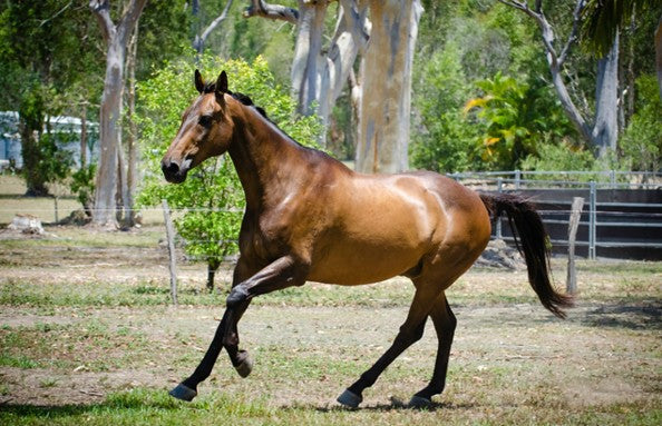 Horse Not Picking Up the Right Lead? It Might Be a Spinal Issue