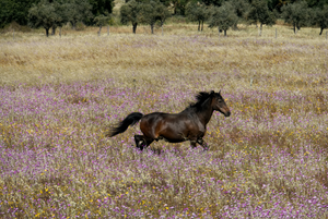 The Blooming Flora: Seasonal Changes in Australian Horse Habitat