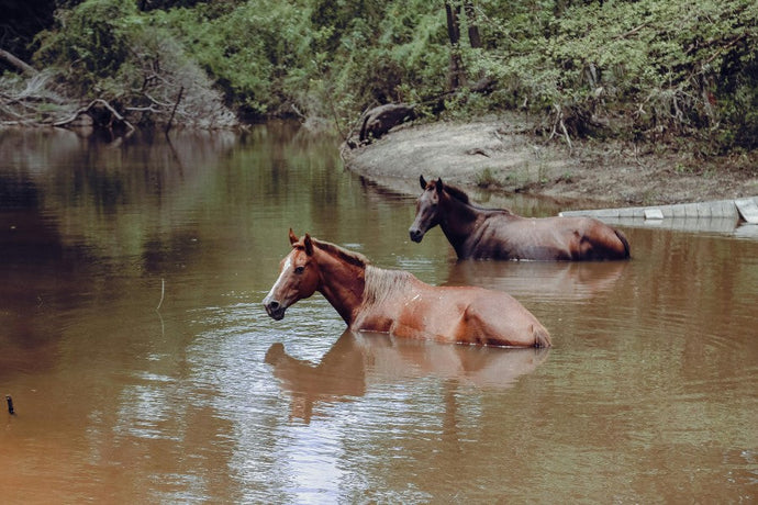How to Keep Your Horses Cool in the Australian Summer