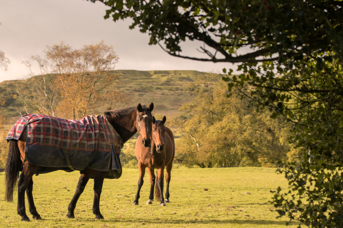Managing Horse Manure in Hot, Dry Climates
