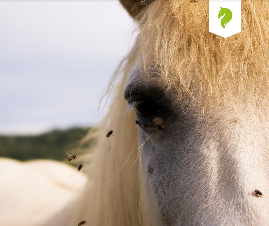 Managing Flies In Your Horse Barn This Summer – Paddock Blade Australia