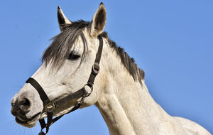 caring for summer sores on horses in australia 