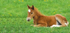 Foal Care 101: What to expect in the first year