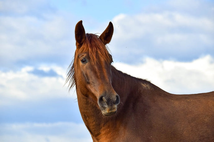 Hiring An Equine Behaviourist