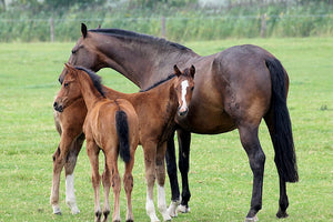 Pasture Management For Horses - How To Keep Your Grass Healthy!