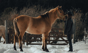 Winter Stable Management: Essential Practices for a Healthy and Comfortable Environment