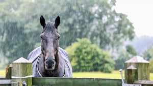 Winter care tips for horses in Australia