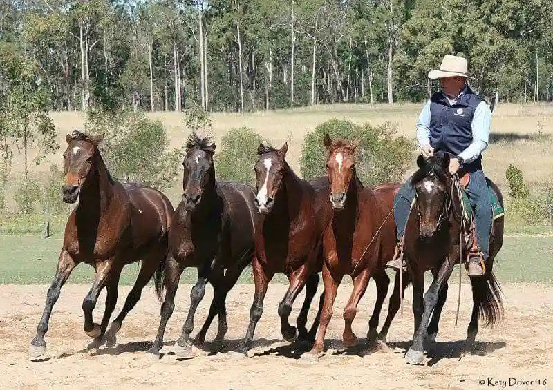 guy mclean paddock blade